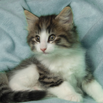 Wildfee's Norwegische Waldkatzen - Babys und Jungtiere 