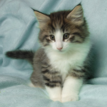 Wildfee's Norwegische Waldkatzen - Babys und Jungtiere 