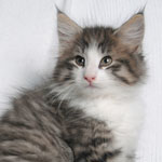 Wildfee's Norwegische Waldkatzen - Babys und Jungtiere 