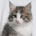 Wildfee's Norwegische Waldkatzen - Babys und Jungtiere 