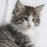 Wildfee's Norwegische Waldkatzen - Babys und Jungtiere 