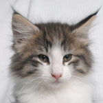 Wildfee's Norwegische Waldkatzen - Babys und Jungtiere 