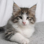 Wildfee's Norwegische Waldkatzen - Babys und Jungtiere 