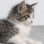 Wildfee's Norwegische Waldkatzen - Babys und Jungtiere 