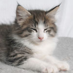 Wildfee's Norwegische Waldkatzen - Babys und Jungtiere 