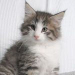 Wildfee's Norwegische Waldkatzen - Babys und Jungtiere 