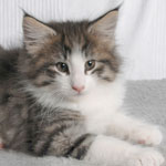 Wildfee's Norwegische Waldkatzen - Babys und Jungtiere 