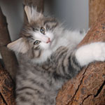 Wildfee's Norwegische Waldkatzen - Babys und Jungtiere 