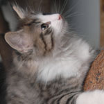 Wildfee's Norwegische Waldkatzen - Babys und Jungtiere 