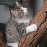 Wildfee's Norwegische Waldkatzen - Babys und Jungtiere 