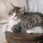 Wildfee's Norwegische Waldkatzen - Babys und Jungtiere 