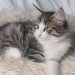 Wildfee's Norwegische Waldkatzen - Babys und Jungtiere 