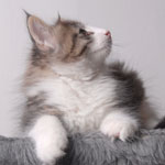 Wildfee's Norwegische Waldkatzen - Babys und Jungtiere 