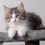 Wildfee's Norwegische Waldkatzen - Babys und Jungtiere 