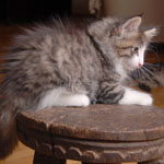 Wildfee's Norwegische Waldkatzen - Babys und Jungtiere 