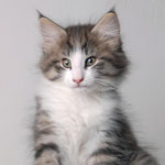 Wildfee's Norwegische Waldkatzen - Babys und Jungtiere 