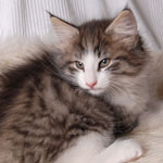 Wildfee's Norwegische Waldkatzen - Babys und Jungtiere 