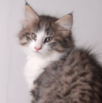 Wildfee's Norwegische Waldkatzen 