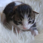 Wildfee's Norwegische Waldkatzen Wildfee's Middea