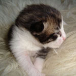 Wildfee's Norwegische Waldkatzen Wildfee's Middea