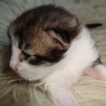 Wildfee's Norwegische Waldkatzen Wildfee's Middea