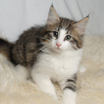 Wildfee's Norwegische Waldkatzen - Babys und Jungtiere 