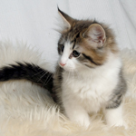 Wildfee's Norwegische Waldkatzen - Babys und Jungtiere 