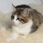 Wildfee's Norwegische Waldkatzen - Babys und Jungtiere 