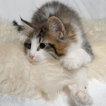 Wildfee's Norwegische Waldkatzen - Babys und Jungtiere 