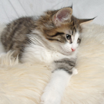 Wildfee's Norwegische Waldkatzen - Babys und Jungtiere 