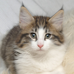 Wildfee's Norwegische Waldkatzen - Babys und Jungtiere 