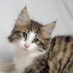 Wildfee's Norwegische Waldkatzen - Babys und Jungtiere 