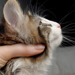 Wildfee's Norwegische Waldkatzen - Babys und Jungtiere 