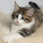 Wildfee's Norwegische Waldkatzen - Babys und Jungtiere 