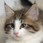 Wildfee's Norwegische Waldkatzen - Babys und Jungtiere 