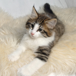 Wildfee's Norwegische Waldkatzen - Babys und Jungtiere 