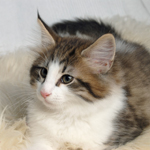 Wildfee's Norwegische Waldkatzen - Babys und Jungtiere 