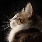 Wildfee's Norwegische Waldkatzen - Babys und Jungtiere 