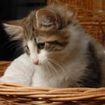 Wildfee's Norwegische Waldkatzen - Babys und Jungtiere 