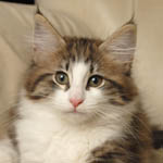 Wildfee's Norwegische Waldkatzen - Babys und Jungtiere 