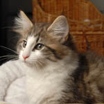 Wildfee's Norwegische Waldkatzen - Babys und Jungtiere 