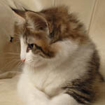 Wildfee's Norwegische Waldkatzen - Babys und Jungtiere 