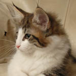 Wildfee's Norwegische Waldkatzen - Babys und Jungtiere 