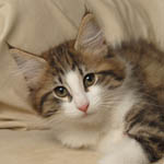 Wildfee's Norwegische Waldkatzen - Babys und Jungtiere 