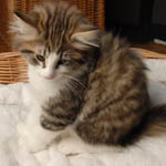 Wildfee's Norwegische Waldkatzen - Babys und Jungtiere 