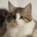 Wildfee's Norwegische Waldkatzen - Babys und Jungtiere 