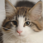 Wildfee's Norwegische Waldkatzen - Babys und Jungtiere 