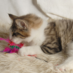 Wildfee's Norwegische Waldkatzen - Babys und Jungtiere 