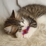 Wildfee's Norwegische Waldkatzen - Babys und Jungtiere 