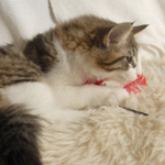 Wildfee's Norwegische Waldkatzen - Babys und Jungtiere 